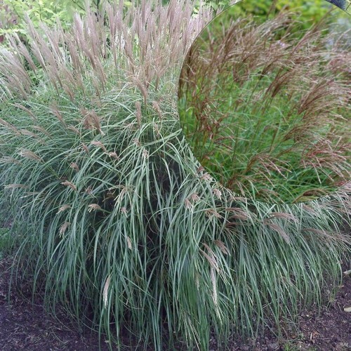 Miscanthus sinensis 'Yakushima Dwarf' - Hiina siidpööris 'Yakushima Dwarf' P9/0,55L  